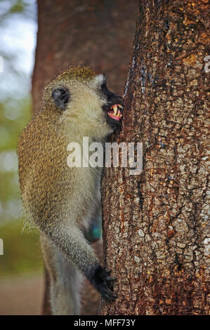 Meerkatze oder GREEN MONKEY Cercopithecus aethiops Fütterung auf Gummi strahlte durch die Akazie. Amboseli National Park, Kenia. Stockfoto