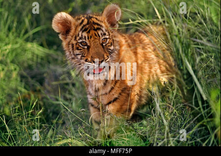 Junge TIGER Panthera tigris zwei Monate alten Cub Stockfoto