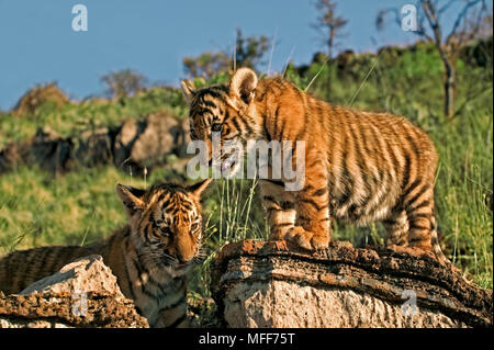 Zwei junge Tiger Panthera tigris zwei Monate alten Jungen Stockfoto