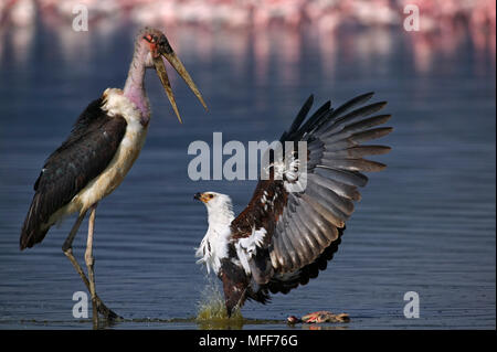 AFRICAN FISH EAGLE Haliaeetus vocifer Kampf mit Marabu über tote Flamingo. Lake Nakuru, Kenia. Stockfoto