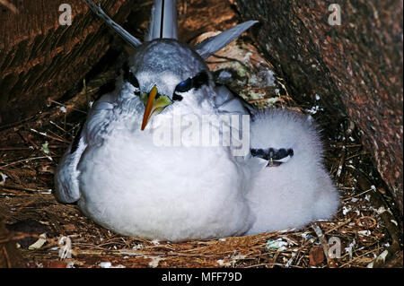 WHITE-TAILED TROPICBIRD Phaethon lepturus Erwachsener mit Küken im Nest auf dem Boden. Seychellen. Verbreitung: Tropische Inseln und Meere weltweit. Stockfoto