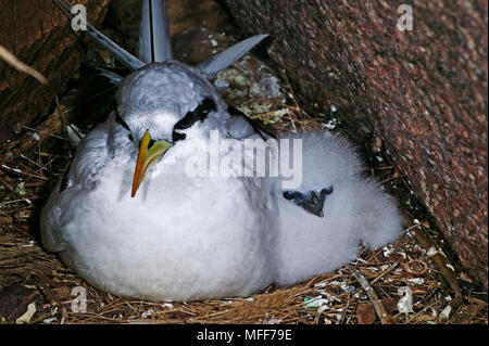 WHITE-TAILED TROPICBIRD Phaethon lepturus Erwachsener mit Küken im Nest auf dem Boden. Seychellen. Verbreitung: Tropische Inseln und Meere weltweit. Stockfoto