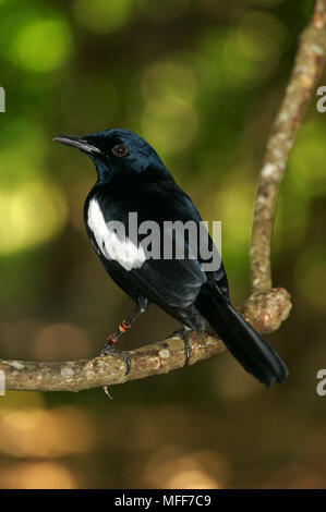 Seychellen MAGPIE - ROBIN Copsychus sechellarum Cousine Island, Seychellen. Endemisch auf Cousine, Fregate und Aride Inseln. Kritisch gefährdet. Stockfoto