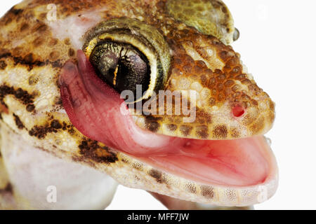 Madagaskar BODEN GECKO Paroedura pictus Auge sauber lecken mit der Zunge Stockfoto