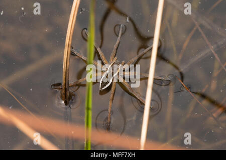 Raft Spinne (Dolomedes fimbriatus) auf einer Heide Teich in Surrey, Großbritannien Stockfoto