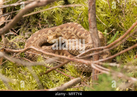 Weibliche Kreuzotter (Vipera berus) mit braunen Zickzack Markierungen Sonnenbaden auf Moss in Surrey, Heide, Großbritannien. Reptilien, Schlange, Basking verhalten. Stockfoto