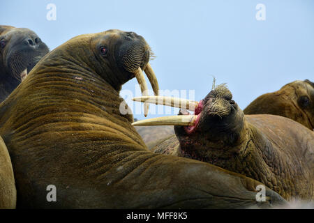 Walross Odobenus rosmarus auf Ringertzøya in Murchisonfjorden Svalbard Inseln Norwegen Stockfoto