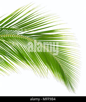Palm Tree leaf Close-up auf weißem Hintergrund Stockfoto