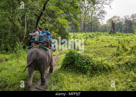 Jaldapara, Indien - 5. Mai 2017: Jaldapara Jaldapara Elephant Safari im Nationalpark. Stockfoto