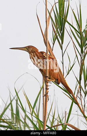 Eine gelbe Rohrdommel (Ixobrychus sinensis) auf einem Bambus sstem am Ufer des Bung Borapet Süßwassersee in Zentralthailand Stockfoto