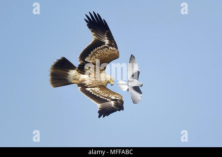 Eine östliche Kaiseradler (Aquila heliaca) von einem Schwarzen in der westlichen Thailand schulterte Kite (Elanus caerulus) Stockfoto