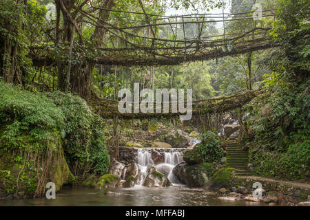 Berühmte Double Decker Leben Wurzeln Brücke in der Nähe von Nongriat Dorf, Cherrapunjee, Meghalaya, Indien. Diese Brücke ist durch die Ausbildung von baumwurzeln über Jahr gebildet, Stockfoto