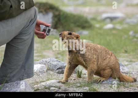 Süße braune Himalayan Marmot neugierig auf Action Kamera in den Touristen die Hände in der Nähe von pangong See, Ladakh, Indien Stockfoto