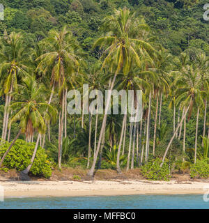 Palmen auf wunderschönen tropischen Strand auf Koh Chang Insel in Thailand. Stockfoto
