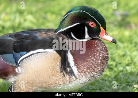 Holz Ente (Aix sponsa), dargestellt auf dem Land Stockfoto