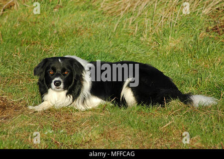 Schwarze und Weiße Border Collie, liegen in einem Feld. Stockfoto