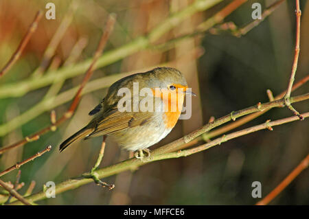 Robin. (Erithacus Rubecula) im Januar auf dem Feld Ahorn (Acer campestre) Federn fluffed gegen die Kälte. Stockfoto