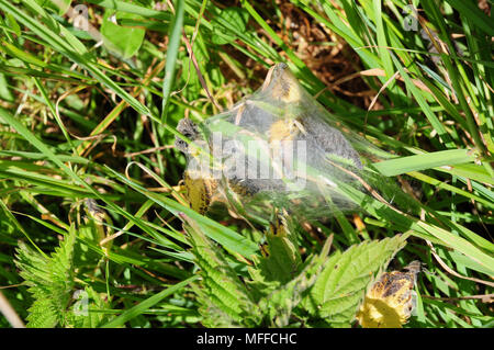 Nest der Tagpfauenauge (Inachis io) Raupen auf alten Brennessel Blätter Stockfoto