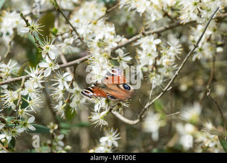 Ein Pfau buttefly (Nymphalis io) Fütterung mit Weißdorn-Blüten Stockfoto