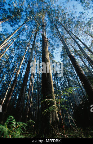 MOUNTAIN ASH Wald Eucalyptus regnans Australien Stockfoto