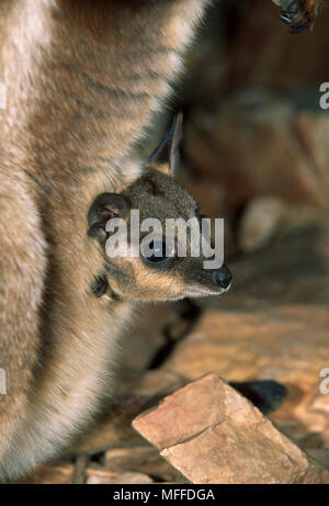 BLACK-FOOTED ROCK WALLABY Petrogale lateralis Jungen im Beutel Australien Stockfoto