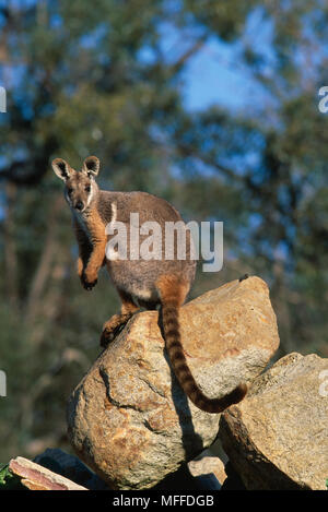 Gelb-FOOTED ROCK WALLABY Petrogale xanthopus auf Rock Australien Stockfoto