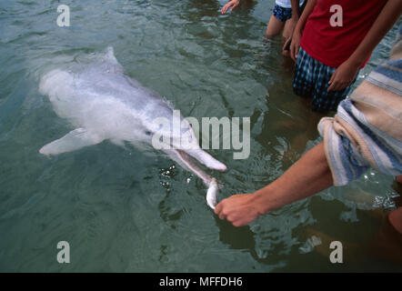 INDO-PAZIFISCHEN BUCKELWALE DOLPHIN Sousa chinensis von Touristen gefüttert zu werden. Tin Can Bay, Queensland, Australien. Stockfoto