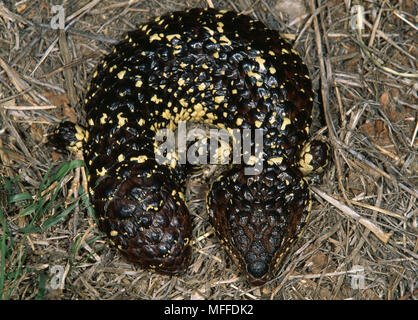 Schindel- ZURÜCK SKINK Trachydosaurus rugosus Australien Kopf und Schwanz haben ähnliches Aussehen Raubtiere zu verwechseln Stockfoto