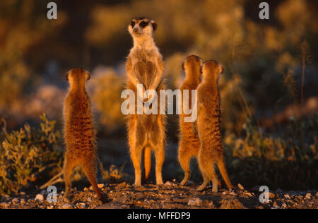 Erdmännchen oder ERDMÄNNCHEN Suricata suricatta auf Ausblick im Südlichen Afrika, arid Western Areas. Stockfoto