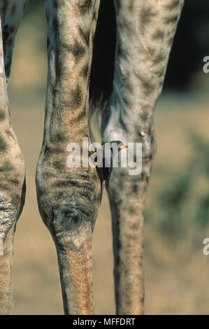 YELLOW-BILLED OXPECKER Buphagus africanus auf giraffe Bein. Beispiel für mutualism. Stockfoto