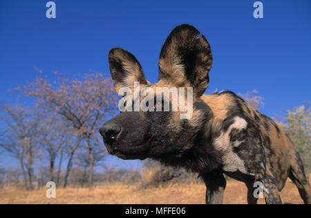 Afrikanischen wilden oder CAPE HUNTING DOG Lycaon pictus Stockfoto