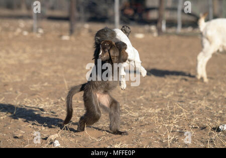 Pavian die Ziege verwaiste Paviane werden manchmal verwendet, um Tiere von Raubtieren auf Farmen zu schützen. Namibia. Stockfoto