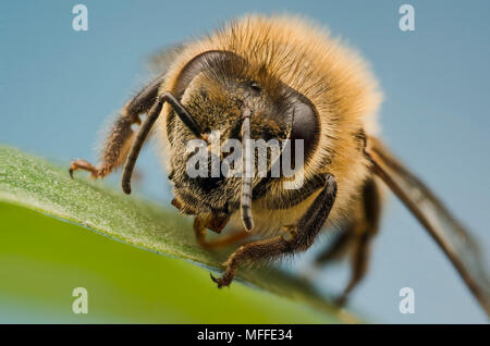 Honigbiene Stockfoto