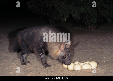 Braune Hyäne Hyaena brunnea auf Strauß Notgroschen Namibia zu essen Stockfoto