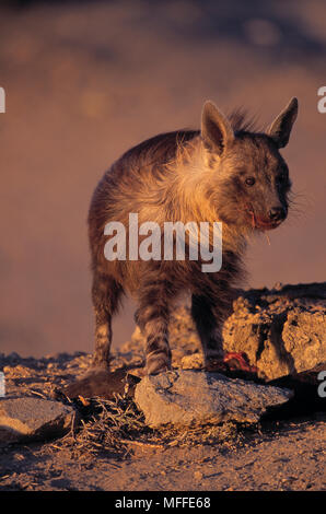 Braune Hyäne Hyaena brunnea essen Fell Dichtung aas Westküste Namibias Stockfoto