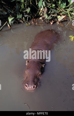 Zwergflusspferd Choeropsis liberiensis in Wasser, Ansicht von oben Stockfoto