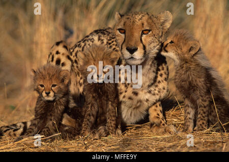 Weibliche GEPARD Acinonyx jubatus mit drei 6-Wochen alten Jungen Stockfoto