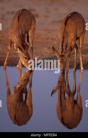 Kudus, zwei Trink Tragelaphus strepsiceros Etosha Nationalpark, Namibia Stockfoto