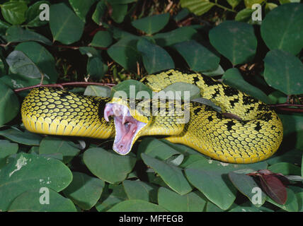 Segge VIPER Atheris nitchei bereit zu streiken (Streiks mit Mund offen.) Zentralafrika. Stockfoto