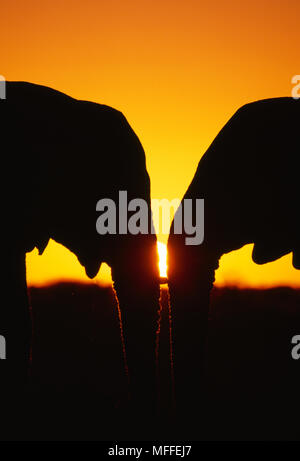 Afrikanische Elefanten silhouetted Loxodonta africana bei Sonnenuntergang Etosha Nationalpark, Namibia Stockfoto