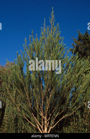 Teebaum Melaleuca alternifolia kleiner Strauch extrahierte Öl hat eine Vielzahl von Arzneimitteln verwendet >> Stockfoto
