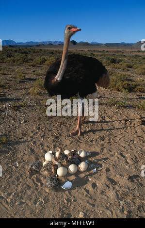 Strauß Struthio camelus Männchen im Nest mit Eiern und Küken Afrika Stockfoto