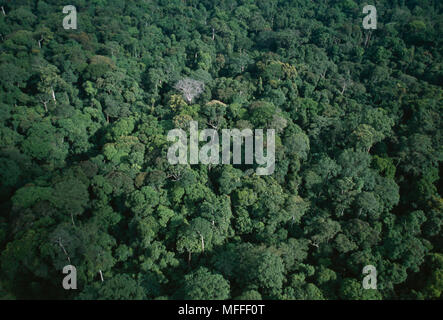 Tropischer Regenwald Luftaufnahme Western Congo Basin moist Forest canopy. Gabun Stockfoto