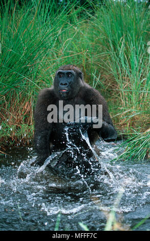 WESTERN LOWLAND GORILLA Gorilla Gorilla gorilla Spielen im Wasser, verwaiste Gorillas in freier Wildbahn wieder eingeführt. Gefährdet. Projet Schutz des Gori Stockfoto