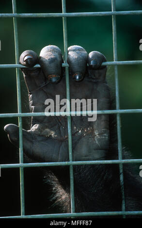 WESTERN LOWLAND GORILLA Gorilla gorilla Gorilla der Gorilla im Käfig. Gefährdet. Projet Schutz des Gorilles, Gabun Stockfoto