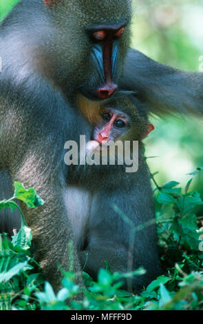 MANDRILL Weibchen mit Jungen Mandrillus Sphinx gefährdet. Kamerun und Gabun. Stockfoto