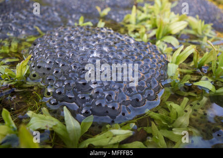 Gemeinsame frösche, Rana temporaria, spawn, Frösche laichen im Gartenteich. Großbritannien Stockfoto