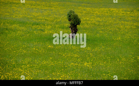 Einsamer Baum auf einem riesigen frühlingswiese Stockfoto