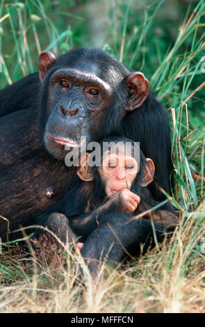 Schimpansen Pan troglodytes Mutter mit Baby, chimfunshi Schimpansen Waisenhaus, Sambia Stockfoto