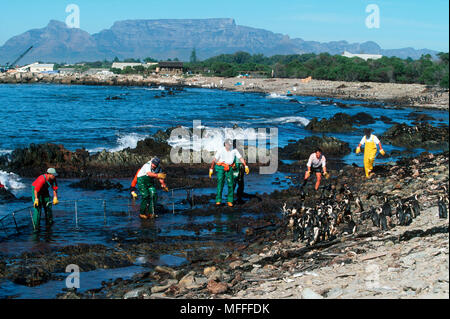 Brillenpinguine Spheniscus demersus oder afrikanische Pinguin Vögel in Öl bedeckt von Ölpest wird gerettet, Robben Island, Südafrika. Stockfoto